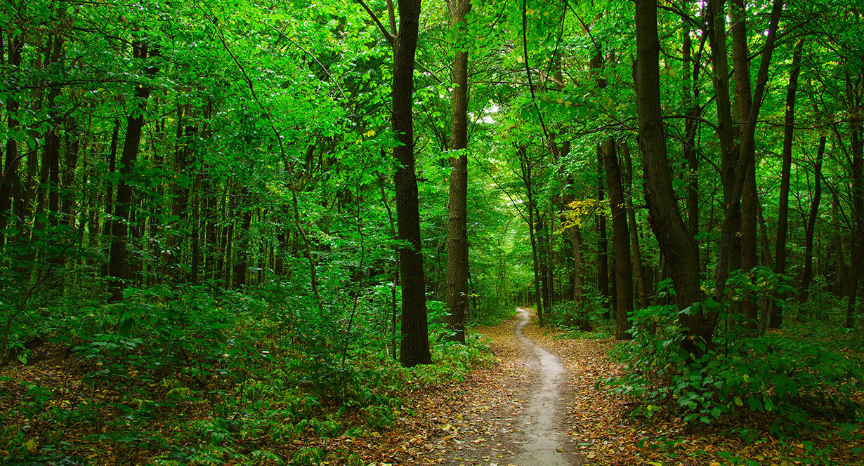 Curing Chicago’s “Nature Deficit Disorder” - The Chicago Community Trust