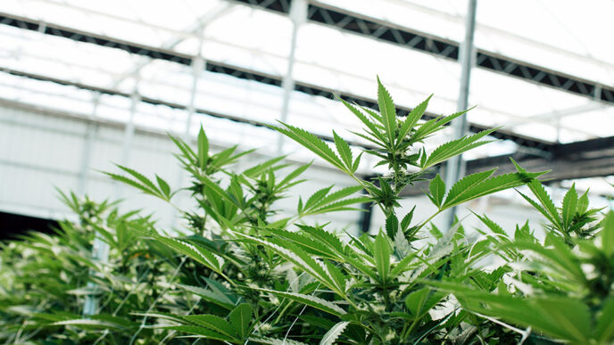 A row of marijuana plants in an indoor nursery.