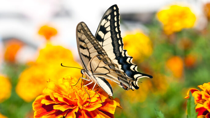 A swallowtail butterfly perches on a marigold flower|