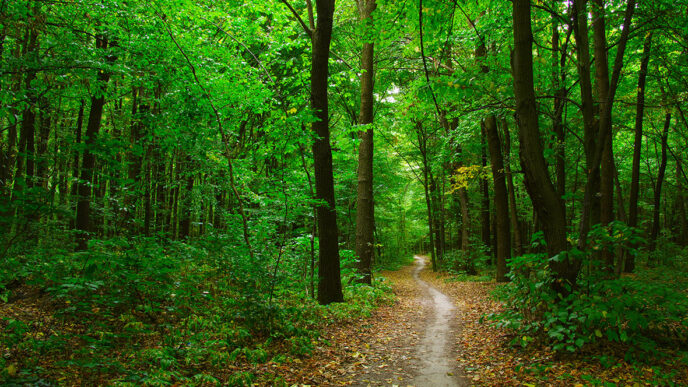 A shady pathway leads into a forest|A hiker enjoys open space in the forest preserves|Stu Cohn and Shelley Davis enjoy the shade of a forest.