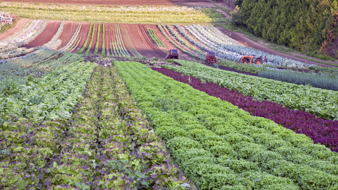 A farm field planted with a variety of lettuces and edible greens|A cornfield in the Midwest under a cloudy sky|Guests at the Food to Market Challenge Launch event.