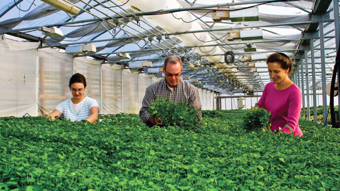 Three farmers harvest greens inside a covered tunnel|A farmer stands among raised beds on a rooftop.