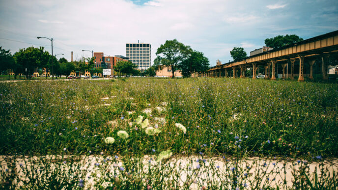 A vacant lot filled with wildflowers and weeds alongside the elevated train tracks in Bronzeville.