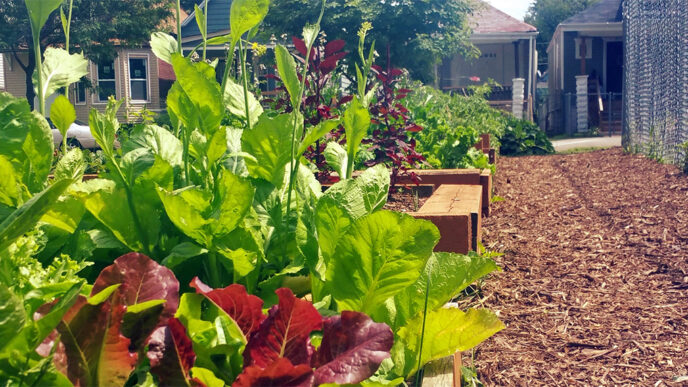 A raised garden bed planted with mixed greens; across the street is a row of single-family houses with front porches.