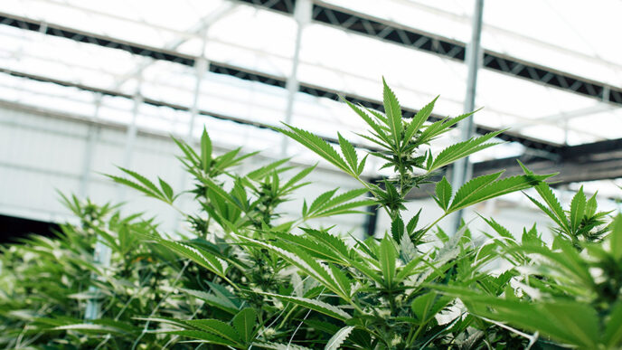 A row of marijuana plants in an indoor nursery.