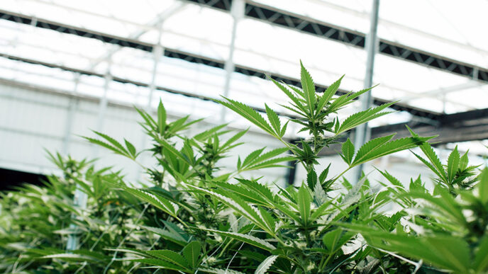 A row of marijuana plants in an indoor nursery