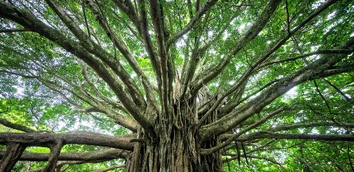Tree_Growth||.